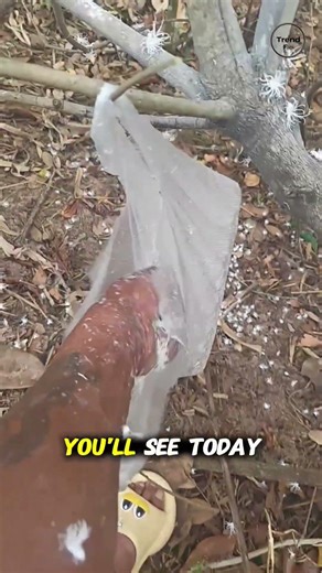 Snow or Aliens? 😱 Mysterious Discovery! ❄️#Trendflick #NatureMysteries #OddlySatisfying #Discovery