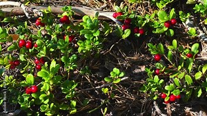 A large lingonberry on a bush with green leaves. Lingonberry ripen in the northern lands. A lot of berries on a moss pillow. Picking berries in the northern forest. 4K