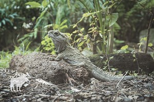 How Does A Tuatara Treat Its Babies? — Forest Wildlife