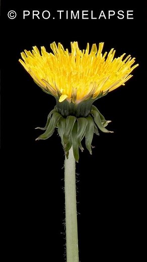 Yellow Dandelion Flower Blooming Time Lapse #shorts