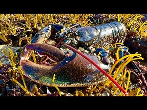Coastal Foraging, Tidepool and Beachcombing - Lobster and Crab with shore cookup | The Fish Locker