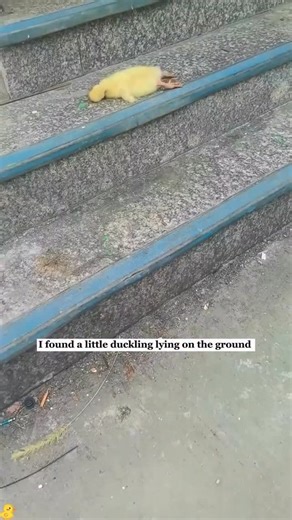 Haunted conspiracy on Instagram: "I found a little duckling lying on the ground and then..#rescue #animals #fyp #duck"