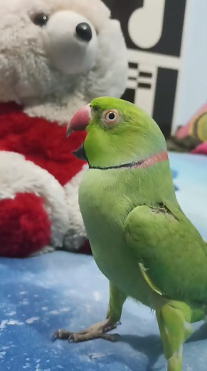 1.5M views · 32K reactions | Na Dil me aaungi 藍 Na Dimag me aaungi  | ParroTube | Facebook