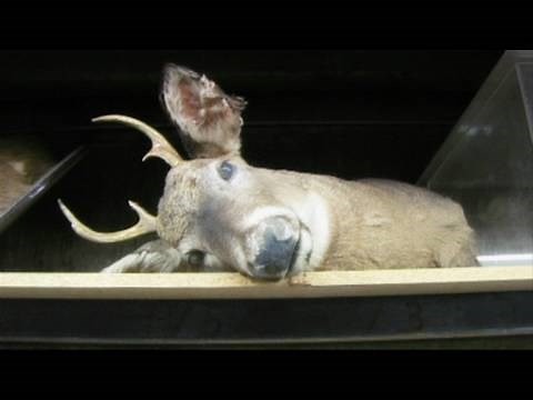 Taxidermy: How to Do It