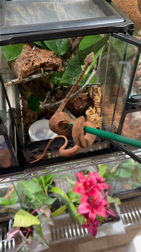 Amazon tree boa build #reptiles #snake #animals