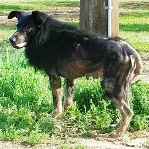 This “werewolf” stood by the side of the road for several months and nobody dared to approach him. His skin was hard and scaly, his tail was pointy and broken. What was left of his black fur was tattered and stood straight up on his neck. The dog probably hadn’t eaten a proper meal in weeks, and he could barely walk – but then a stranger decided to act... Check comments to see an amazing transformation 😯🙏🏻 | Pet Lover