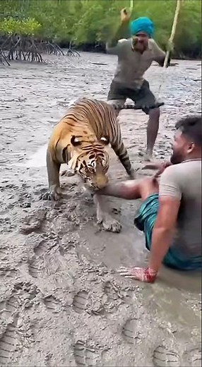on Camera Recording 4 a liger Attack on Fisherman Sundarban 🐅 #tiger