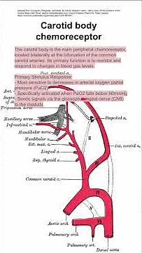Carotid body chemoreceptor