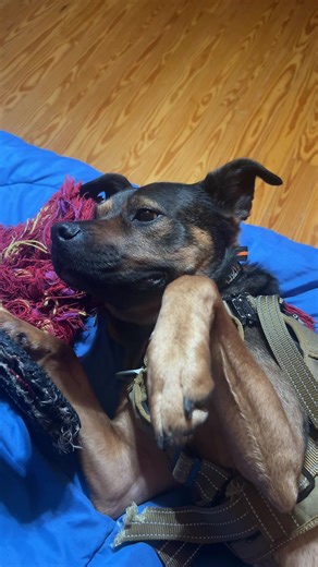 s.g.marsh (@s.marshmello)’s videos with original sound - JasperTheDoll💋