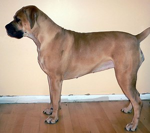 Diferença entre boerboel e rottweiler - Notícia 2025