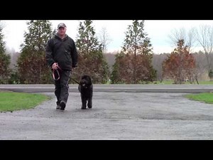 Shepadoodle first day training