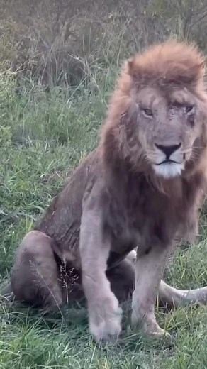 498K views · 8.6K reactions | Two factors make lions look like this : fights over the other coalition or poor calculations on hunting the prey. At the end, their nature decides what is better for them. African wilderness is unbelievable wonderful. No vet here. Join us to explore the plains of the Serengeti and Masai Mara for an unforgettable African safari experiences. HAKUNA MATATA.珞 | Porcupine Tours | Facebook