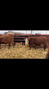 💥FEATURE CONSIGNMENT ON JAN. 21ST💥 37 Rwf/Red/Few Mellow Yel. 1st Calf Hfrs, Red & Rwf AI'd ABS Global Feddes Eastwood(Red Ang.), 4 Mellow Yel. AI'd ABS Quacker Hill Black Bandolier(Blk Ang.), cleaned up w/ Blk or Red Angus Bulls, due 2/19 for 60 days, all pre-breeding shots scour boss 9 & worm/pour, purina mineral program, Red/Rwf hfrs originated off Todd Pille's ranch as hfrs | Dunlap Livestock Auction