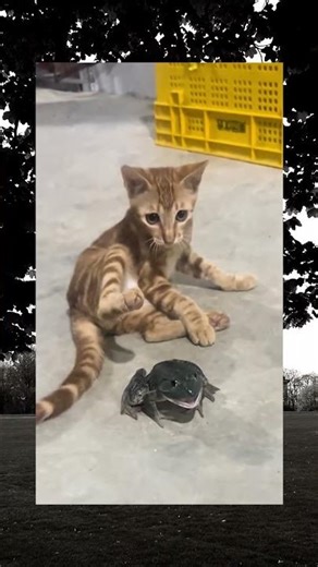 :))) #cat #frog #funnymoments #funny #shortvideo