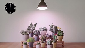 Smart LED Grow Light Bulbs with Remote Controller, Sun Simulation Mode, Built-in Auto Timer, A21/A70 E26/E27 9W Dimmable Full Spectrum Intelligent Plant Grow Bulbs for Indoor Plants, 4 Pack