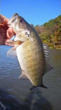 Fall Shoal Bass on the Flint River | Week 2 Pt. 3 – Finding the Sweet Spots