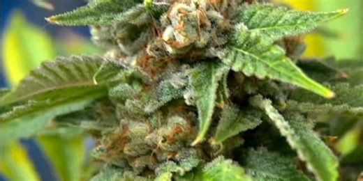 Health Department offering free courses on medical cannabis for healthcare providers