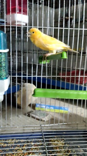 Beautiful Canary Bird 🐤💛 | Sweet Singing & Cute Moments | Canary Hub