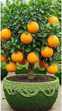 easy and fast techniques for propagating and growing orange fruit trees #garden #fruits #grafting