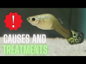 Guppy Fish Care – Guppy Bent Spine – Causes and Treatments