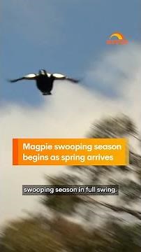 Magpie swooping season begins as spring arrives