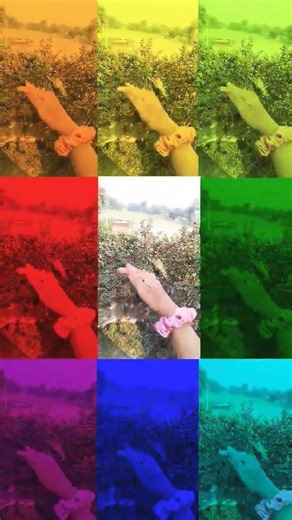 फूलों की मल्लिका हैं #song #love #shortvideo #mhacommunity #foryou #trending
