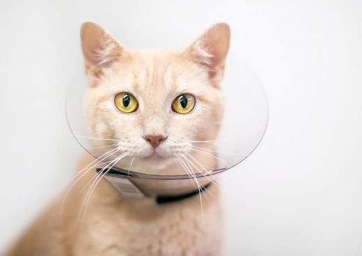 How can I stop my cat from removing her cone?