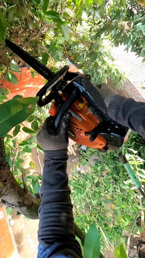 2.9K views · 28 reactions | Step by step tree pruning✌️ #chainsaw | Erwan Hasena Putra | Facebook
