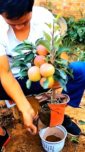Educational Apple Sapling Planting Technique 🍎🌱 Farmingtips✅#gardeningtricks #farmingtips #short