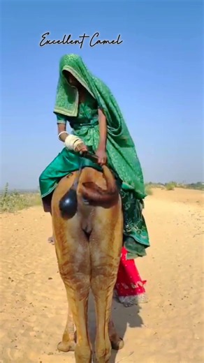 راكبة الجمل في الصحراء #camel #animals #اهميه #trending #العلم #wildlife #camelrider
