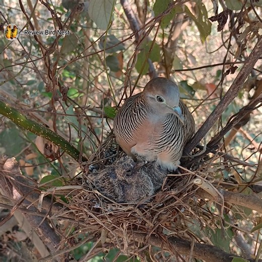 Zebra Dove Nesting with Its Chicks. | Review Bird Nest