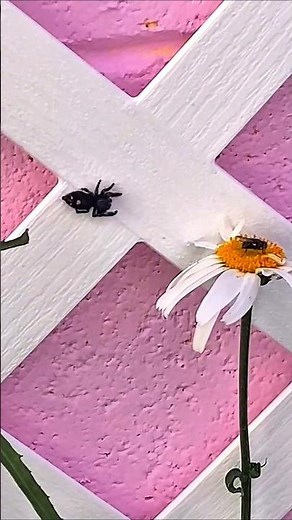 Jumping Spider hunts fly... Incredible hunting process #animal #shorts #wildlife