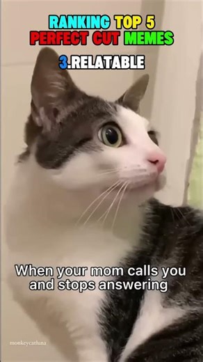 Ranking Top 5 PERFECT CUT Memes That Scratch Your Brain