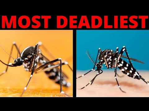 What Is Asian Tiger Mosquito?