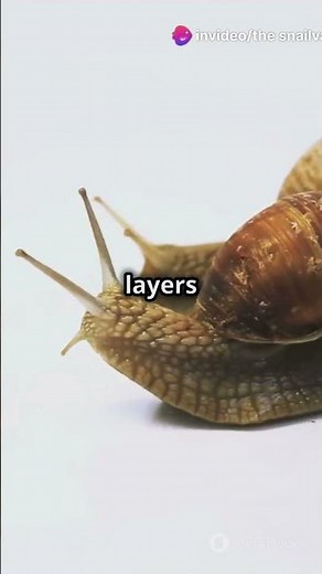 How do snails get their shells??