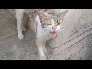 rescue mother cat crying for Kittens || Rescued mother cat asking for help