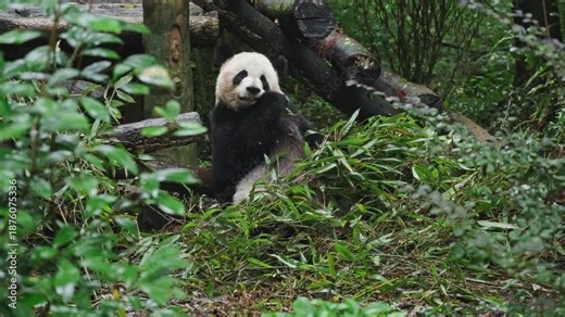 Panda Surveys Surroundings, Calm Panda Observes Leafy Habitat, Large Panda Rests Beside Fallen Tree