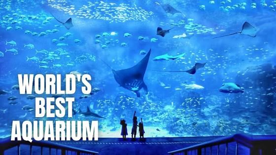 SEA Aquarium Singapore Walking Tour