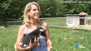 'Running of the Goats' video goes viral
