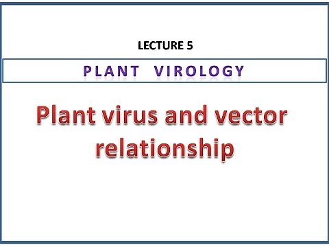 Plant virus and vector relationship | Non-persistent, semi-persistent and persistent transmission