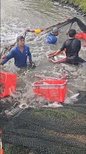 Big Fish Harvest Day — Thousands Caught at Once! 👀
