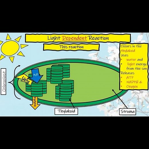 Stages of Photosynthesis Quick Review