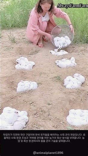 육용 토끼 사육 관리 기술 #farming #farmlife #livestock #rabbit #breeding