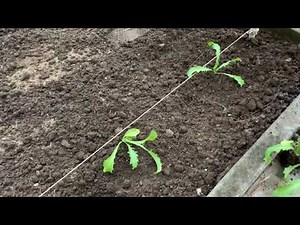 Planting curly endive
