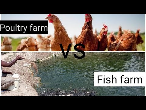 poultry farming Vs fish farming; which is more profitable?