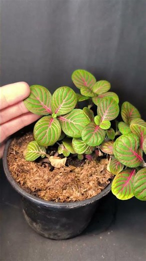 Fittonia accelerated with moss 🌿🤗
