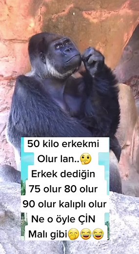 Captivating Gorilla Sighting in Natural Habitat