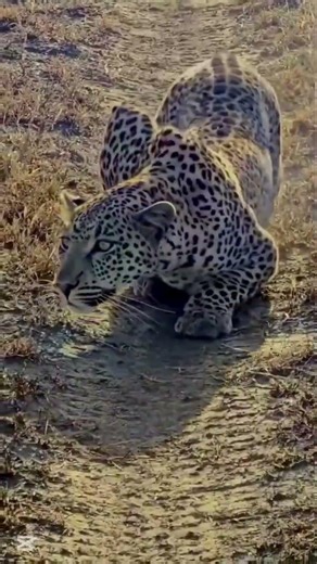 “Cheetah Survival Instincts | How Awareness Changes Everything”