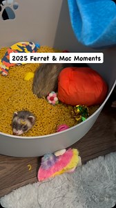 Just a few of my favorite ferret & mac moments from 2025. Of all the dig boxes we’ve tried, Macaroni is definitely a favorite in our house. #ferrets #ferretlife #cuteanimals #happypets #spreadingsmiles | Ferrettails