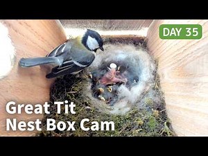 [Day 35] シジュウカラ巣箱 4K Live: 生後6日、11羽のヒナは食欲の塊 | Great Tit Nest Box Cam